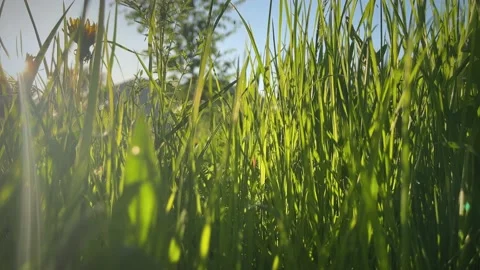 Sunny grass background. Summer grass. Stock Footage 192528521