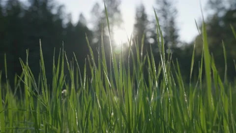 Sunny Grass Blowing in the Wind with Bugs Flying Stock Footage