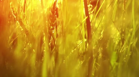 Sunny grass Vidéo 6529929