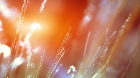 Sunny grass Stock Footage 6929889