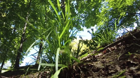 SUNNY GRASS PATCH Stock Footage 194956909
