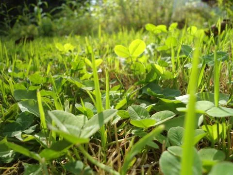 Sunny grass Stock Photos