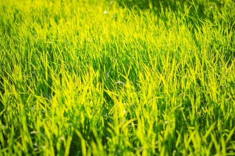 Sunny grass Stock Photos