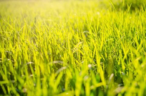 Sunny grass Stock Photos