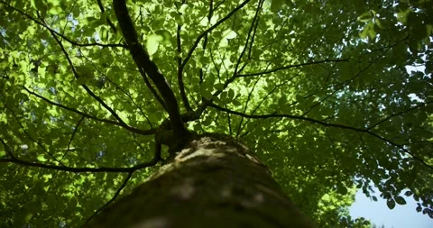 Sunny green canopy of a beech tree Stock Footage 343614693