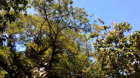 Sunny Green Canopy Stock Footage 330586779