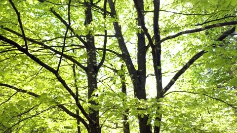 Sunny green deciduous tree crown with leaves Vidéo 340590056