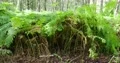 Sunny green fern field in birch forest landscape pan in Germany stock footage 4k or 4k+ Resolution