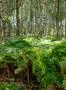 Sunny green fern field in peat bog moor birch forest nature landscape Photo