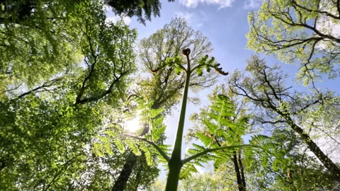 Sunny Green Forest During Spring Season Stock Footage 308215678