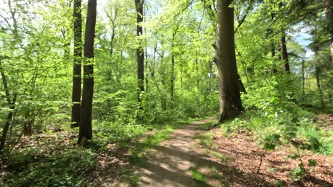 Sunny Green Forest During Spring Season Stock Footage 308216245