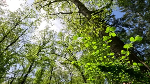 Sunny Green Forest During Spring Season Stock Footage 308216361
