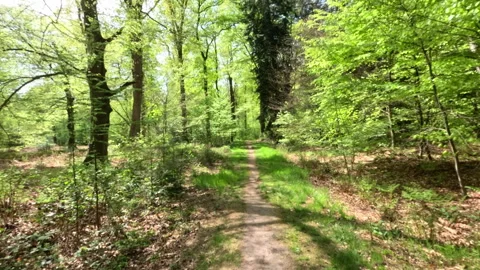 Sunny Green Forest During Spring Season Stock Footage 308217119