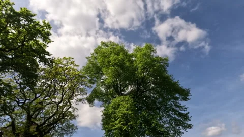 Sunny Green Forest During Spring Season Stock Footage 308217394
