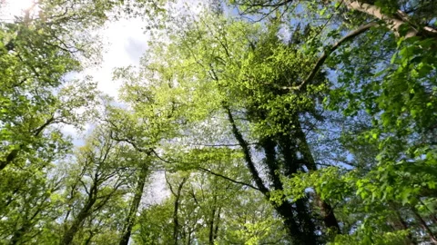 Sunny Green Forest During Spring Season Stock Footage 308217665