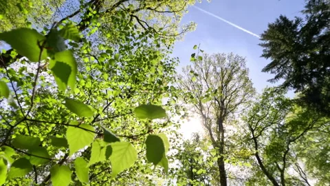 Sunny Green Forest During Spring Season Stock Footage 308217867
