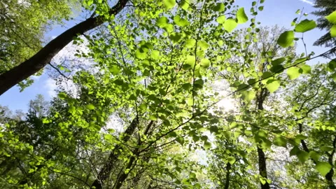 Sunny Green Forest During Spring Season Stock Footage 308217967
