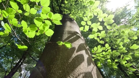 Sunny Green Forest During Spring Season Stock Footage 308569544