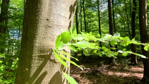 Sunny Green Forest During Spring Season Stock Footage 308574376