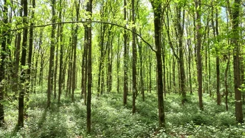 Sunny Green Forest During Spring Season Stock Footage 308575062