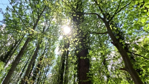 Sunny Green Forest During Spring Season Stock Footage 308576143