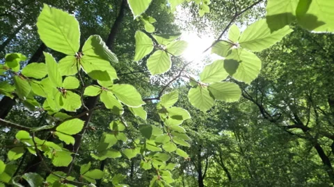 Sunny Green Forest During Spring Season Stock Footage 308580210