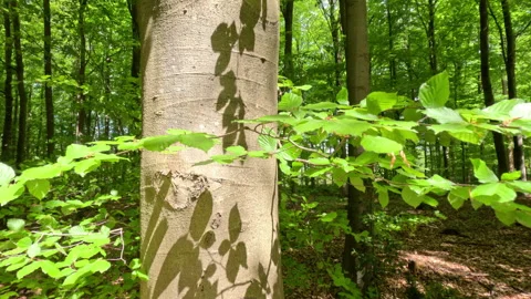 Sunny Green Forest During Spring Season Stock Footage 308581553