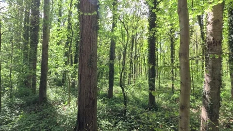 Sunny Green Forest During Spring Season Stock Footage 308582482
