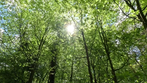 Sunny Green Forest During Spring Season Stock Footage 308583333