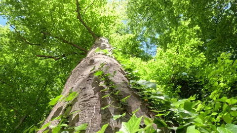 Sunny Green Forest During Spring Season Stock Footage 308697510