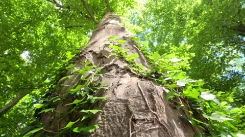 Sunny Green Forest During Spring Season Stock Footage 308698058