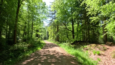 Sunny Green Forest During Spring Season Stock Footage 308698495