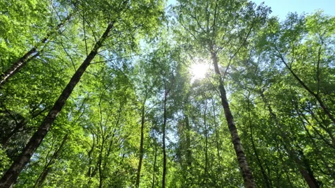 Sunny Green Forest During Spring Season Stock Footage 308699669