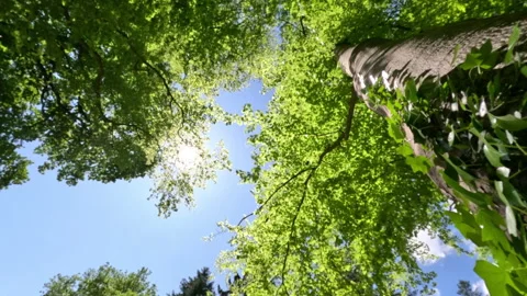 Sunny Green Forest During Spring Season Stock Footage 308699992