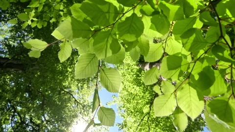 Sunny Green Forest During Spring Season Stock Footage 308700571