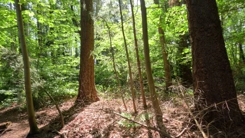 Sunny Green Forest During Spring Season Stock Footage 308848407