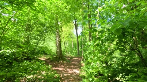 Sunny Green Forest During Spring Season Stock Footage 308849256