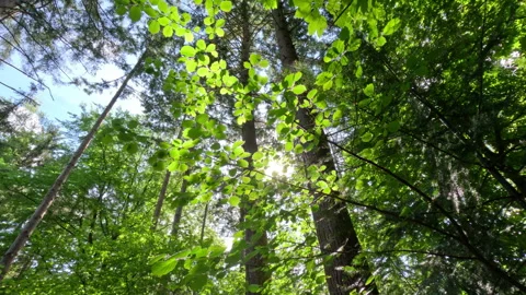 Sunny Green Forest During Spring Season Stock Footage 308850297