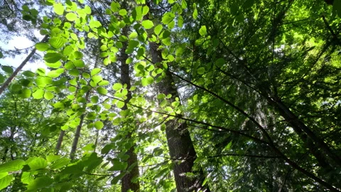 Sunny Green Forest During Spring Season Stock Footage 308851658