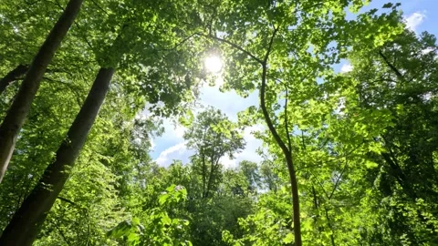 Sunny Green Forest During Spring Season Stock Footage 309540150