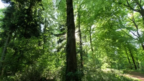Sunny Green Forest During Spring Season Stock Footage 309549228
