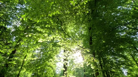Sunny Green Forest During Spring Season Stock Footage 309550656