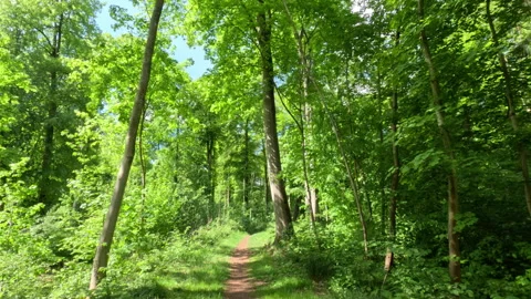 Sunny Green Forest During Spring Season Stock Footage 310091550