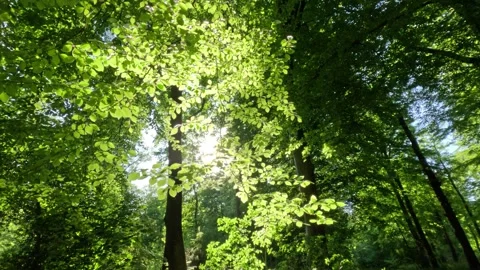 Sunny Green Forest During Spring Season Stock Footage 310093993