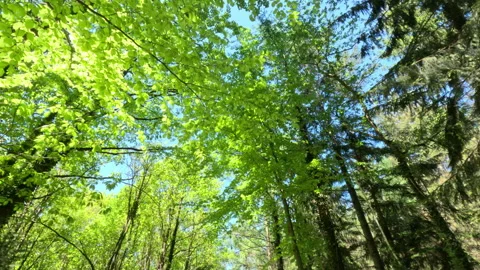 Sunny Green Forest During Spring Season Stock Footage 310139206