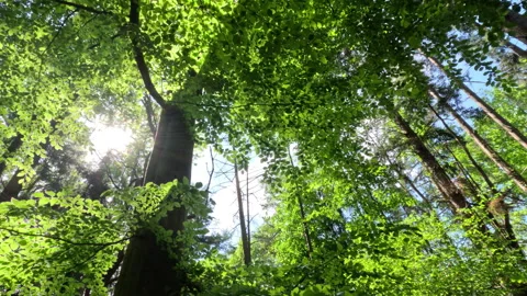 Sunny Green Forest During Spring Season Stock Footage 310140050