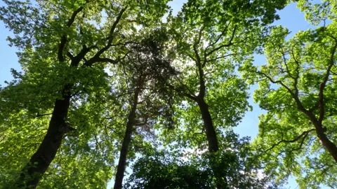Sunny Green Forest During Spring Season Stock Footage 310140425