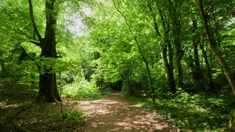 Sunny Green Forest During Spring Season Stock Footage 310249822