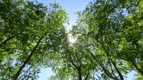 Sunny Green Forest During Spring Season Stock Footage 310253141