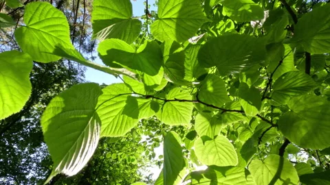 Sunny Green Forest During Spring Season Stock Footage 310254066